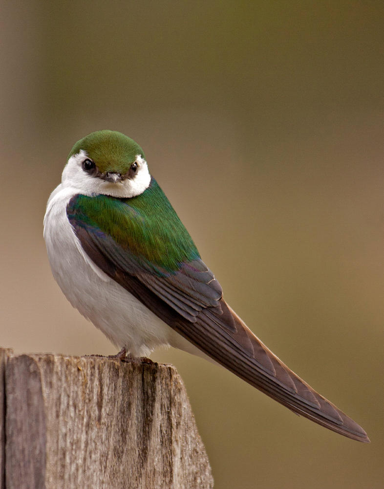 Bird Resources | Audubon Washington