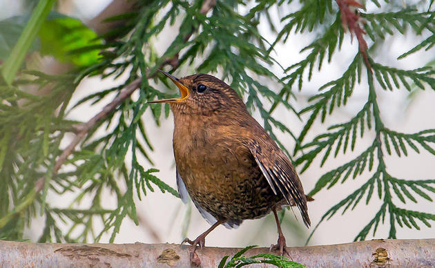 washington state bird audubon washington weigh bill number