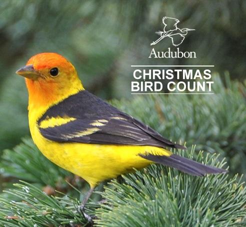 each year in late december more than 50000 birders across north america participate in audubons annual christmas bird count the worlds longest running - Audubon Christmas Bird Count each year in late december more than 50000 birders across north america participate in audubons annual christmas bird count the worlds longest running - Audubon Christmas Bird Count
