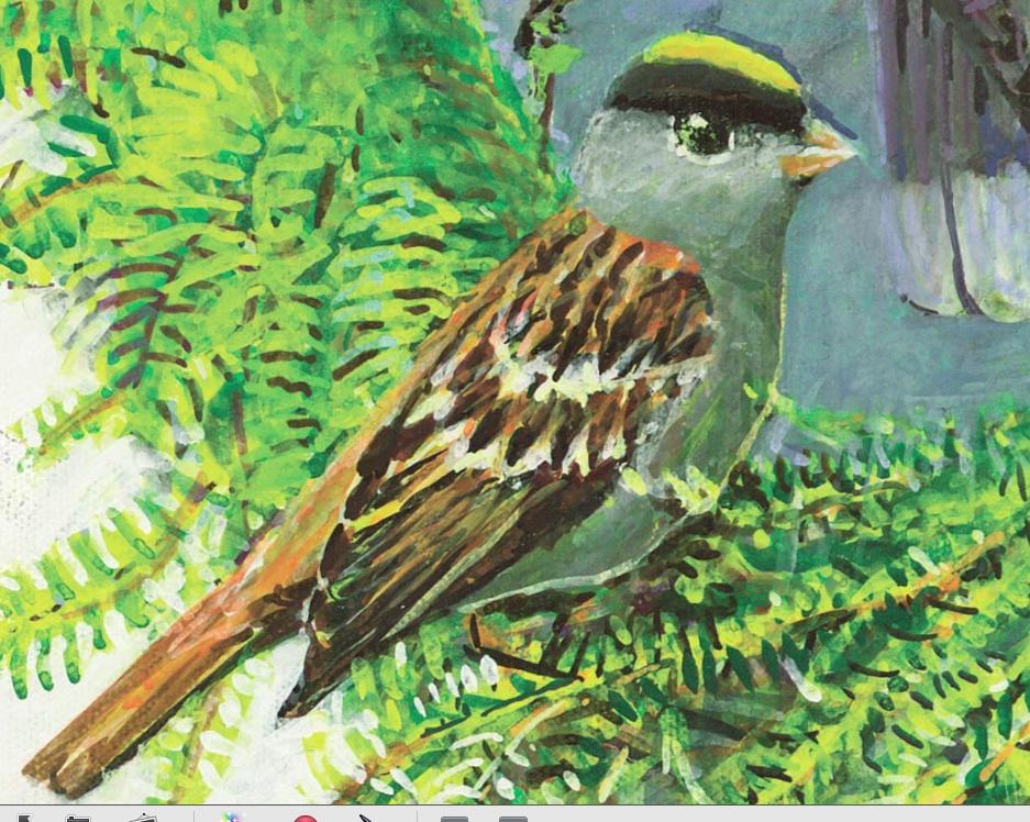 Great Backyard Bird Count | Audubon Washington