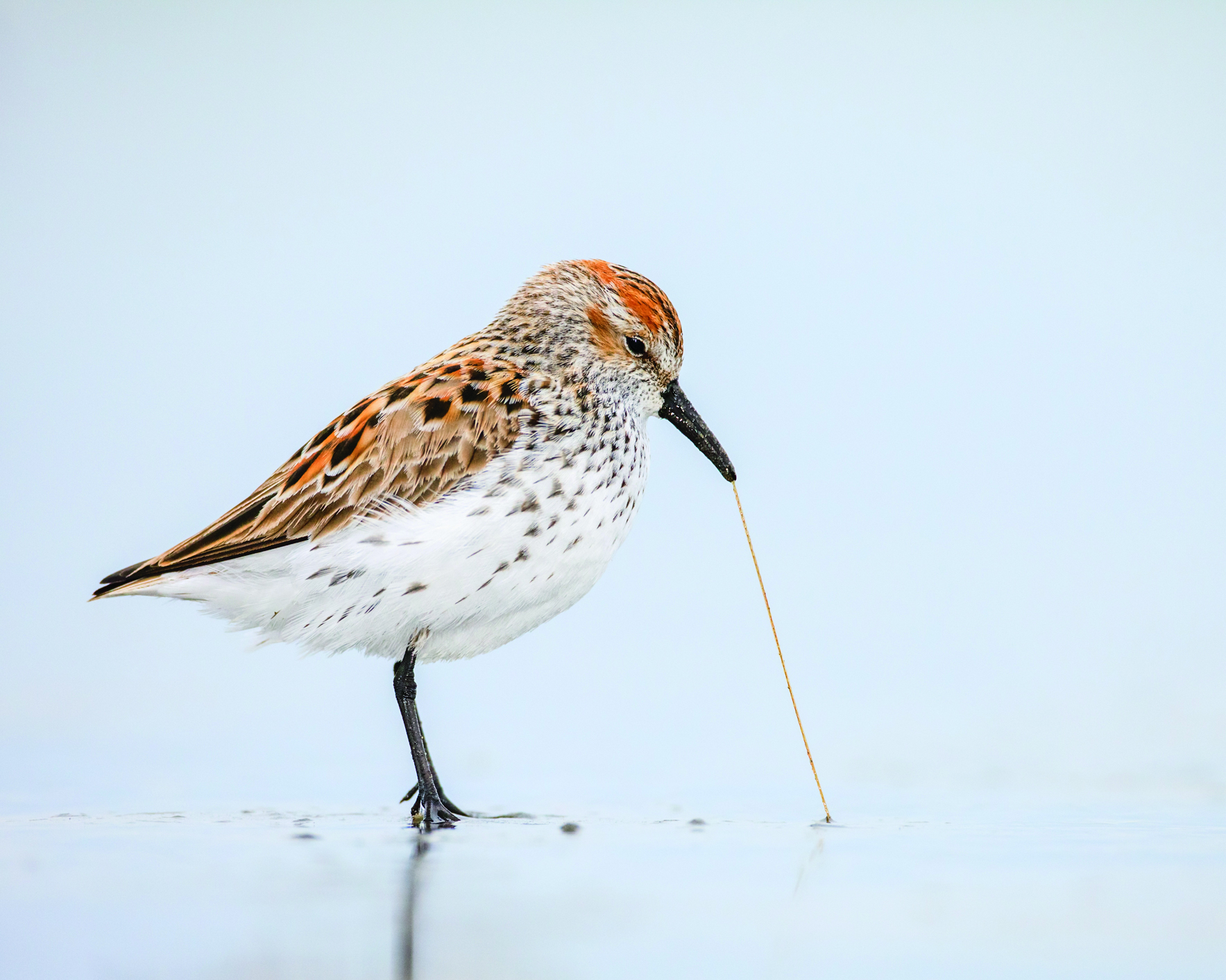 Western Sandpiper pulling a worm out of the sand
