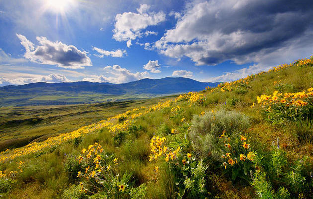 Conserving the Sagebrush Sea