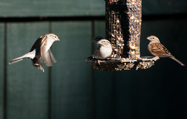 Fall Feeder Days