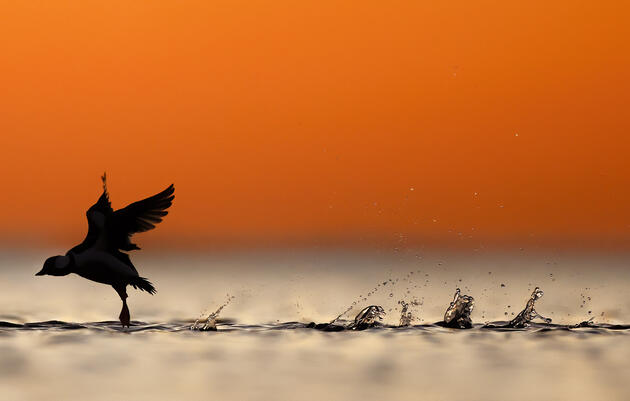 Guided Nature Walk | Arctic Visitors Bird Walk