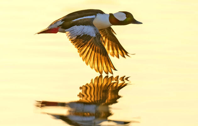 Guided Nature Walk | Arctic Visitors