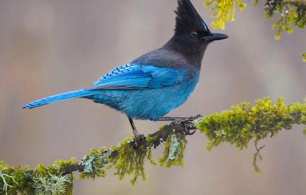 Science Nature and a Biscuit | "BirdBrains" Anthology Reading