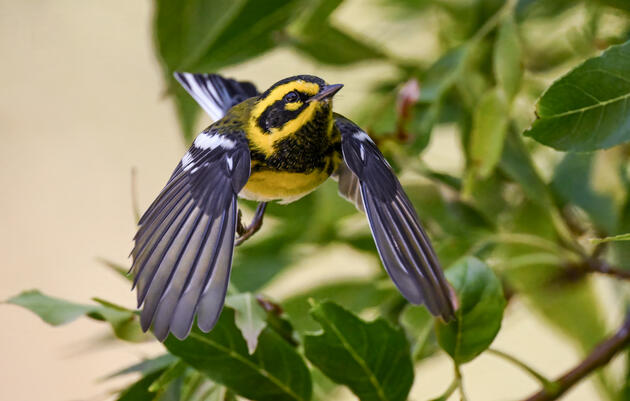 Birding for Beginners