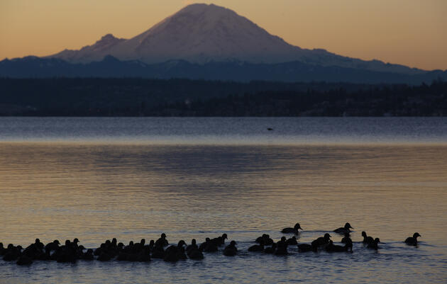 Guided Nature Walk | Arctic Visitors Bird Walk