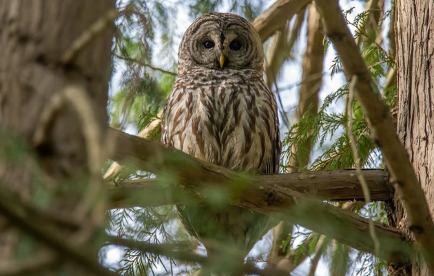 Daytime Owl Prowl