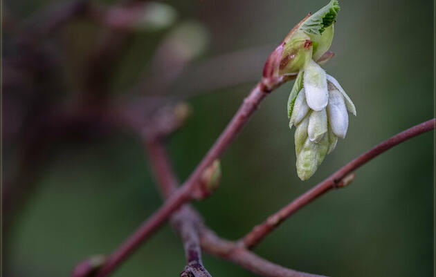 Guided Nature Walk | Buds & Blooms