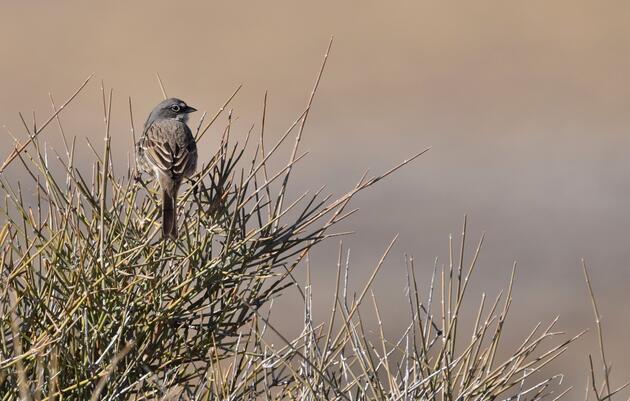 Priority Bird Species