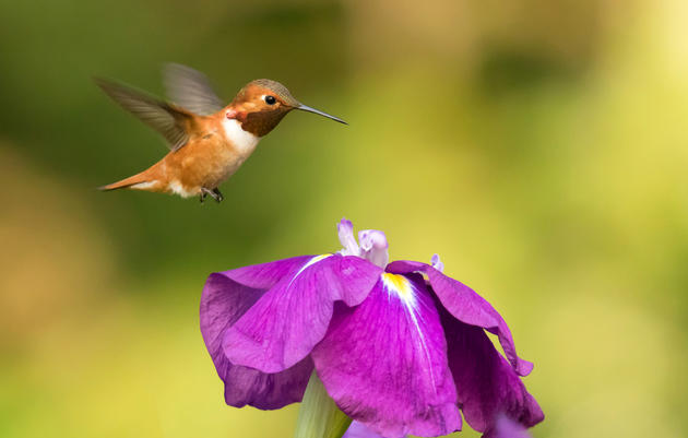 Washington's Climate-Threatened Birds