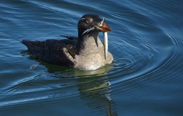 Puget Sound Science & Monitoring