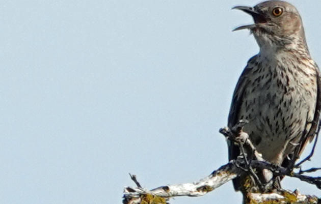 Sagebrush Songbird Conservation