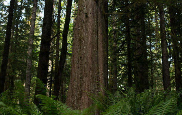 Guided Nature Walk | Conifers of Seward Park