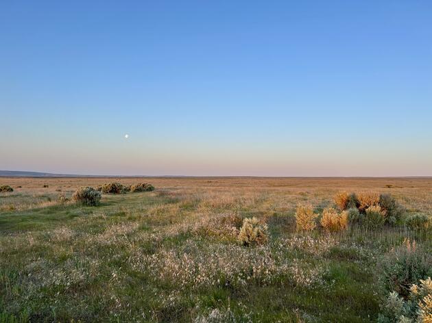 Field Notes: Sage-grouse Surveys on the Columbia Plateau