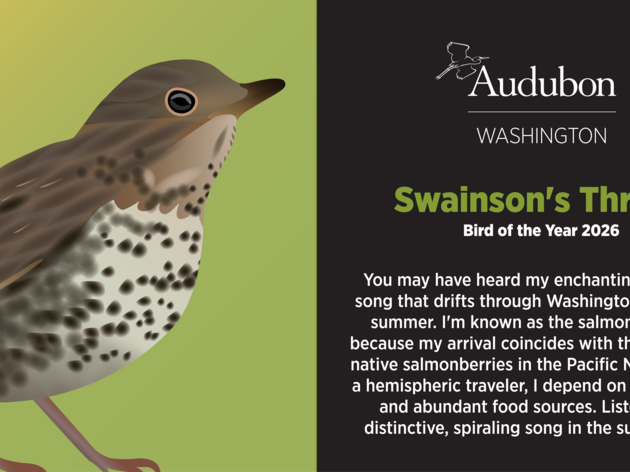 Audubon Washington's 2026 Bird of the Year Is...