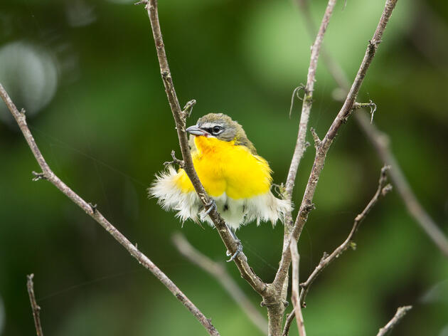 Celebrating a Major Win for Birds and Climate