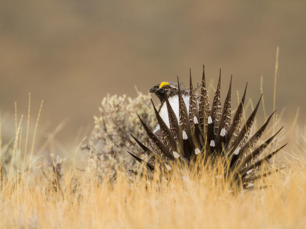 Could a New Program in Washington Help Ranchers Protect Birds?