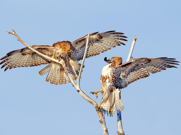 Record-breaking Raptors