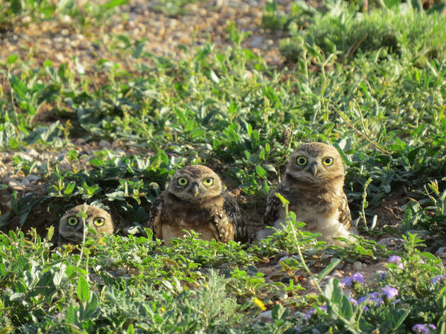 Audubon Washington Expands Conservation Ranching Program to the Columbia Plateau 