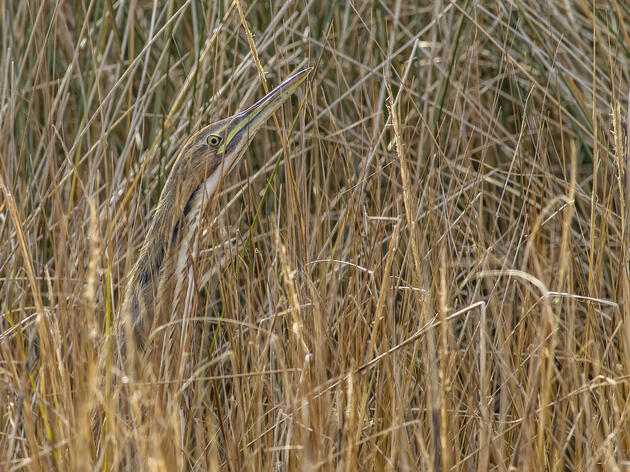 Listening for the Unheard