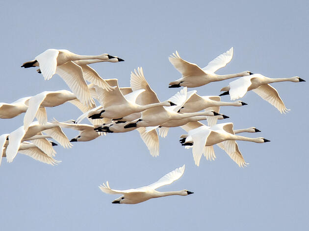 Willapa Hills Audubon Society Celebrates 50 Years of Birding, Community, and Conservation 