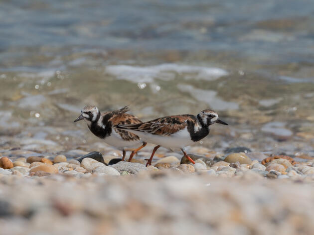 Unpermitted Shoreline Armoring Threatens Puget Sound