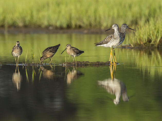 A Regional Framework for Monitoring Birds for Conservation 