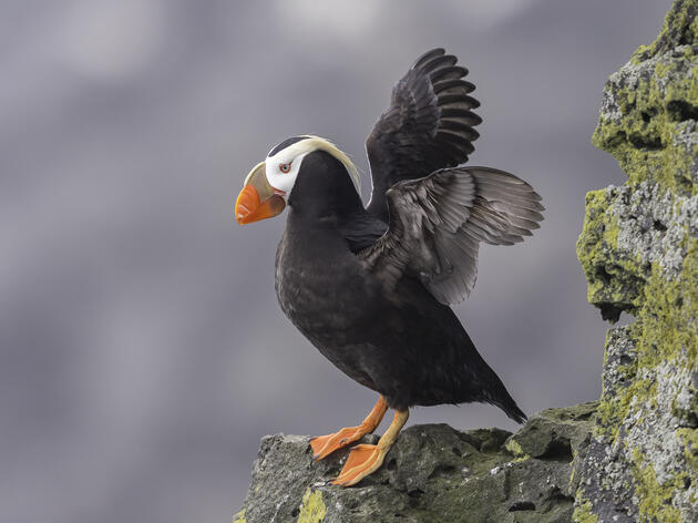 Tufted Puffins are Getting a Boost in the Pacific Northwest