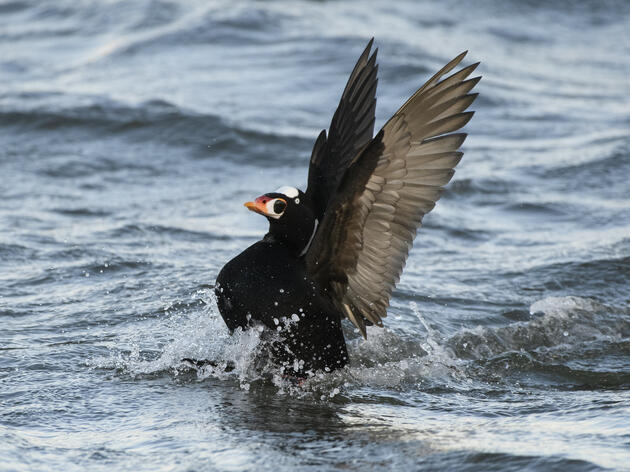 Birds: A Vital Sign of Puget Sound 