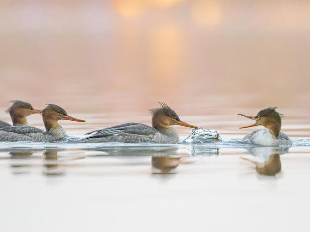 Audubon Washington’s 2025 Legislative Priorities 