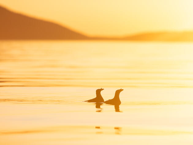 Audubon Coastal Conservation Strategy for Washington 