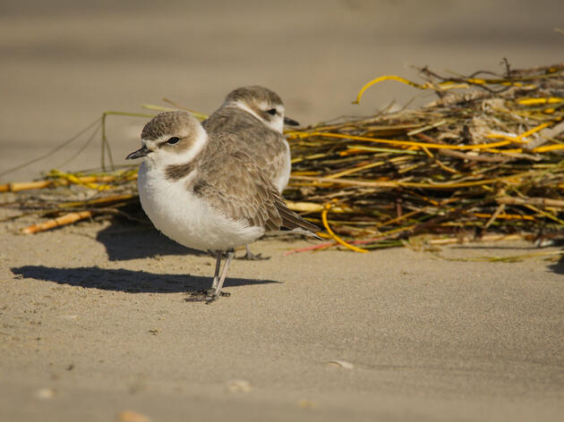 Western Snowy Plover Recovery at Leadbetter Point National Wildlife Refuge