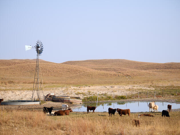 Restoring Washington’s Shrub-Steppe After the 2020 Labor Day Fires 