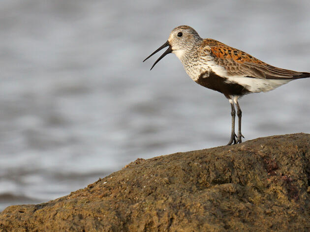 Puget Sound Series: Protecting and Restoring the Kennedy Creek Estuary for Birds and Habitat