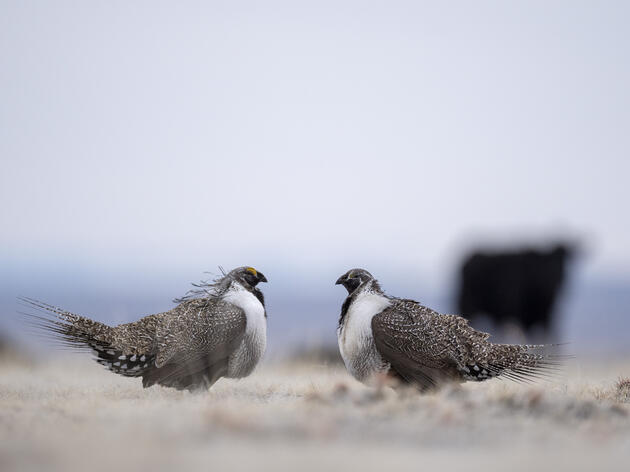 Conservation Ranching in the Columbia Plateau