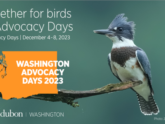 Join Audubon Washington's Advocacy Days 