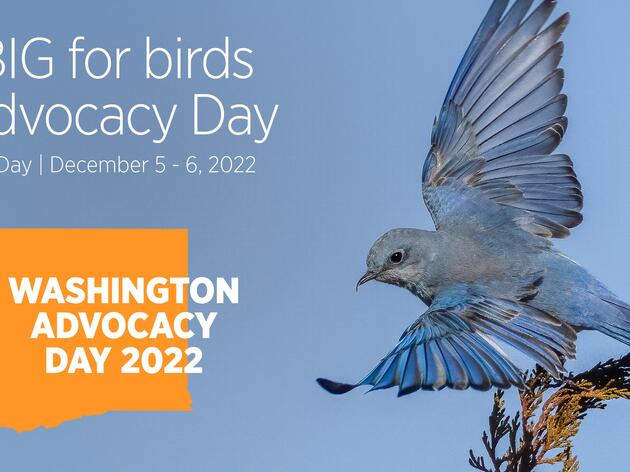 Speak Up for the Birds this Legislative Session 