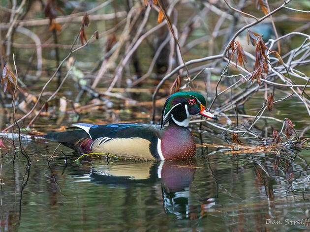 Chapter Spotlight: North Central Audubon Society Works to Maximize Bird Habitat Potential at Rock Island Ponds
