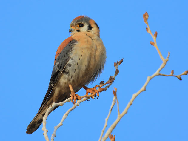 Audubon Washington Supports Initiative 732