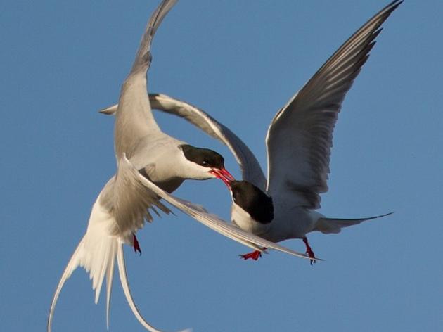 Audubon Washington Encourages Congress to Prevent Arctic Refuge Drilling