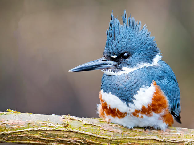Audubon Washington Champions Climate Action Despite Defeat of I-1631