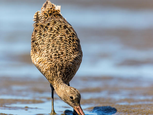 Audubon Washington Celebrates a Victory for Birds and People