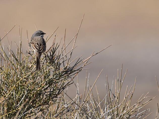 Priority Bird Species