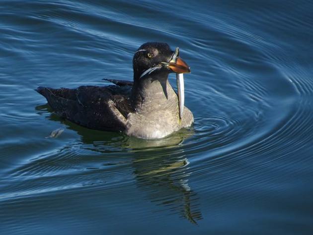 Weighing in on the Decline of Seabirds in Puget Sound