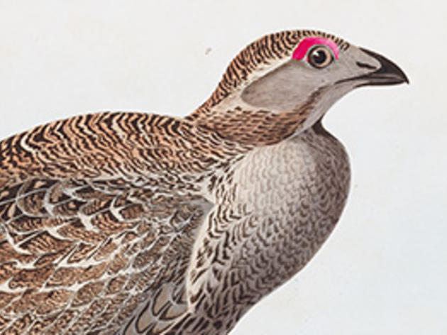 What’s Up With the Greater Sage-Grouse?