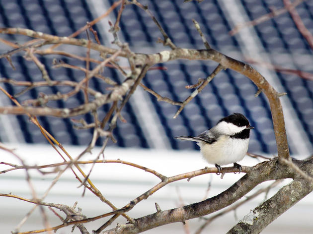 Why Solar Power Is Good for Birds