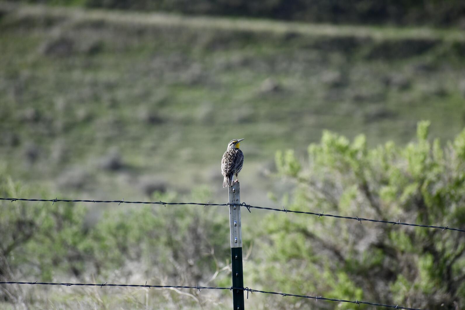 A yellow and brown speckled Western Meadowlark perches on perimeter fencing in shrub-steppe habitat. A yellow and brown speckled Western Meadowlark perches on perimeter fencing in shrub-steppe habitat.