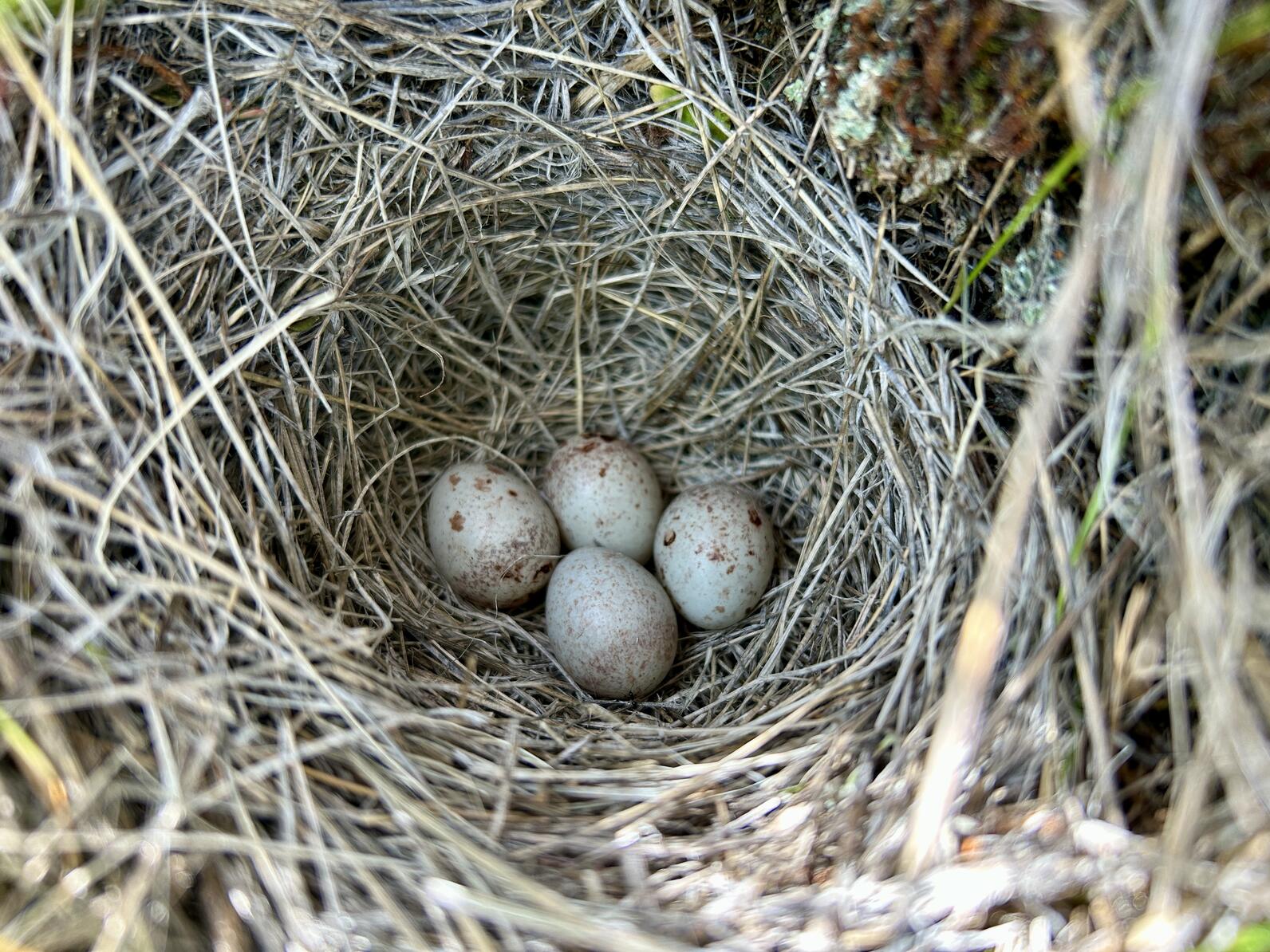 A small Vesper Sparrow nest of dried grasses, containing four speckled, tan-colored eggs. A small Vesper Sparrow nest of dried grasses, containing four speckled, tan-colored eggs.